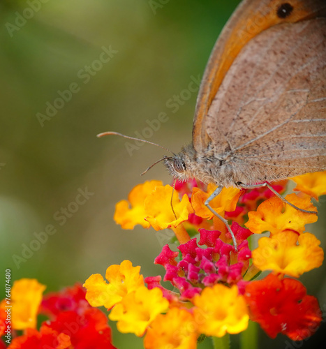 A closeup view of a meadow brown butterfly, maniola jurtina, perching on lantana camara flowers against a defocused green background in a Mediterranean garden.  photo