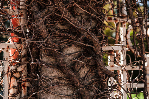 dry ivy or wild grape wine body and roots cover white metal fence, texture of dead  dried plant © Ela