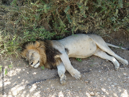 Fototapeta Naklejka Na Ścianę i Meble -  Closeup image of a lion sleeping on the roadside in Serengeti National Park, Tanzania