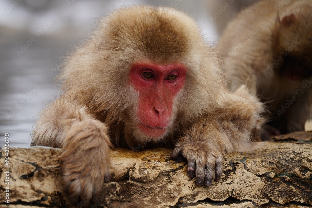 Naklejka premium Japanese macaques in Snow Monkey Park. Japan.