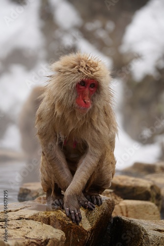 Japanese macaques in Snow Monkey Park. Japan.