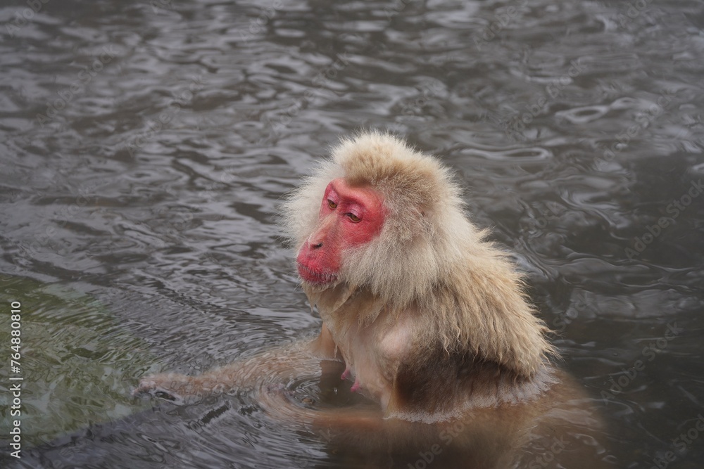 Naklejka premium Japanese macaques in Snow Monkey Park. Japan.