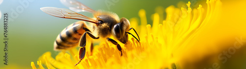 Close-Up of Honeybee Pollinating Vibrant Yellow Flower in Springtime 