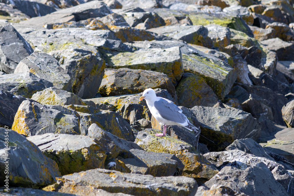 Fototapeta premium Majestic Seagull by the Seattle Shore. 
