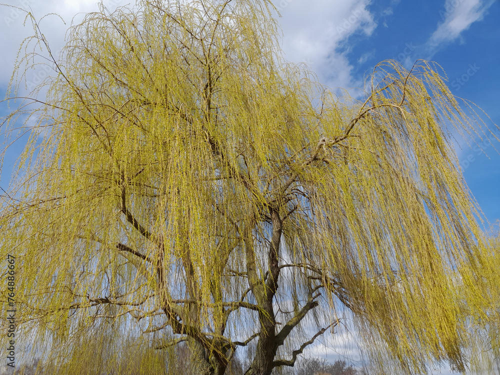Obraz premium Weide im Frühling unter blauem Himmel