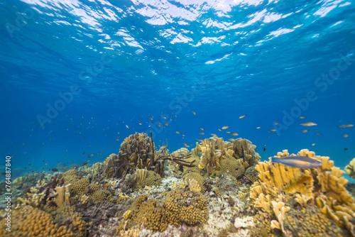 Marine life with fish, coral, and sponge in the Caribbean Sea