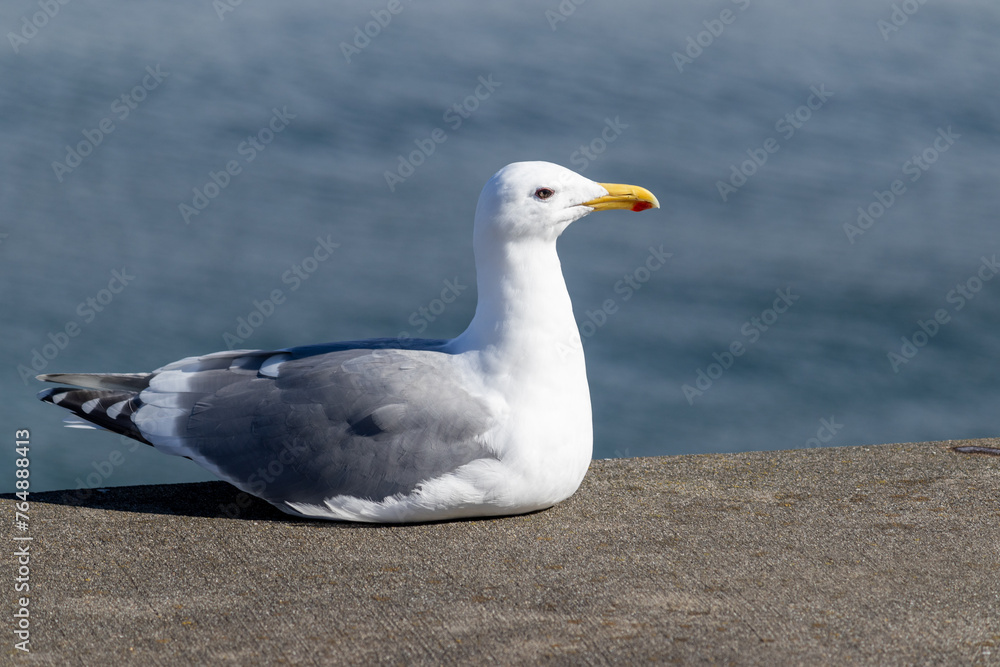 Obraz premium Majestic Seagull by the Seattle Shore. 