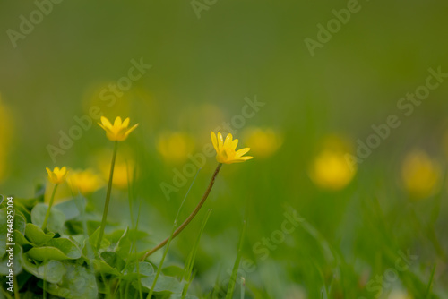 Selective focus of small tiny yellow flowers with green grass meadow, Ranunculus bulbosus or buttercup is a perennial flowering plant in the buttercup family Ranunculaceae, Nature floral background.