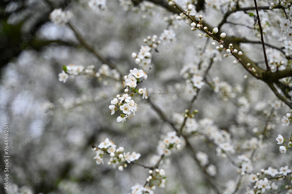 Cherry blossom at spring in garden 