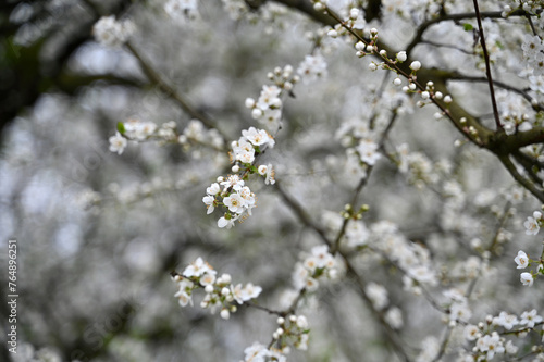 Cherry blossom at spring in garden  © Johny Luna