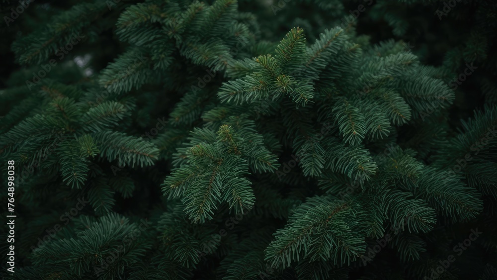 Whispering Pines: The Intimate Greenery of Spruce Boughs