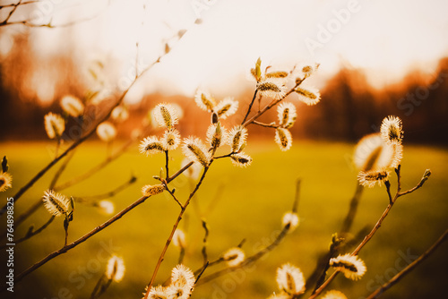 The beauty of spring on a sunny morning, with fluffy willow blossoms in full bloom adorning the branches.