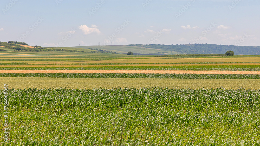 Corn Maize Green Fields at Sunny Spring Day Vojvodina Corn Maize Green Fields at Sunny Spring Day Vojvodina