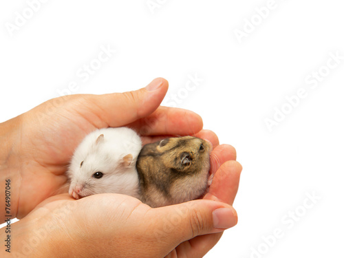 Fototapeta Naklejka Na Ścianę i Meble -  A white and gray hamster in his hands on a white background with a copy-paste