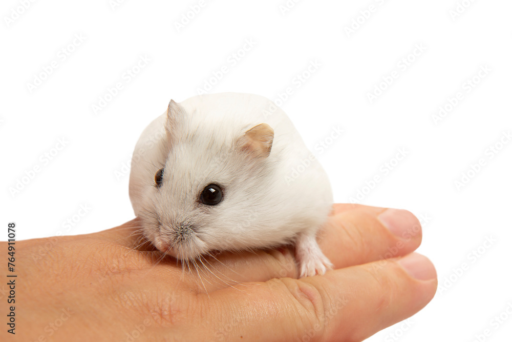 A cute hamster is sitting on the hostess's hand. Hamster close-up.