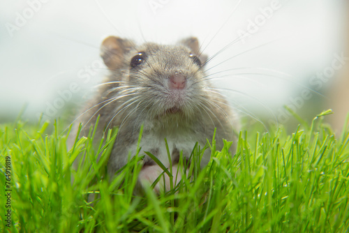 The muzzle of a Dzungarian hamster. A gray mouse is sitting on the grass