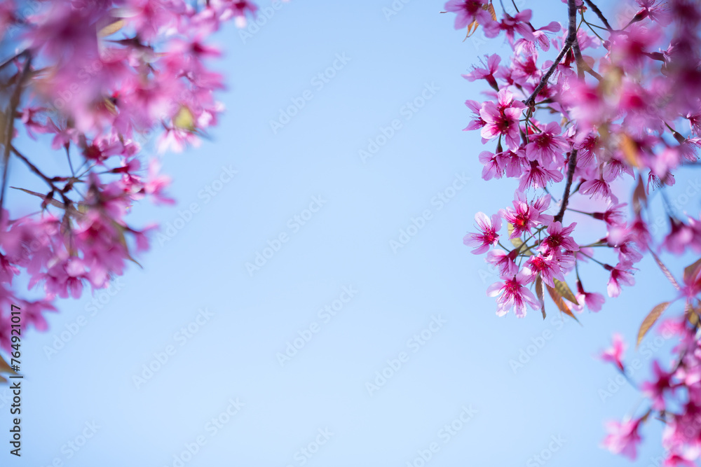 custom made wallpaper toronto digitalNature of flower in garden using as cover page background natural flora wallpaper or template brochure landing page design