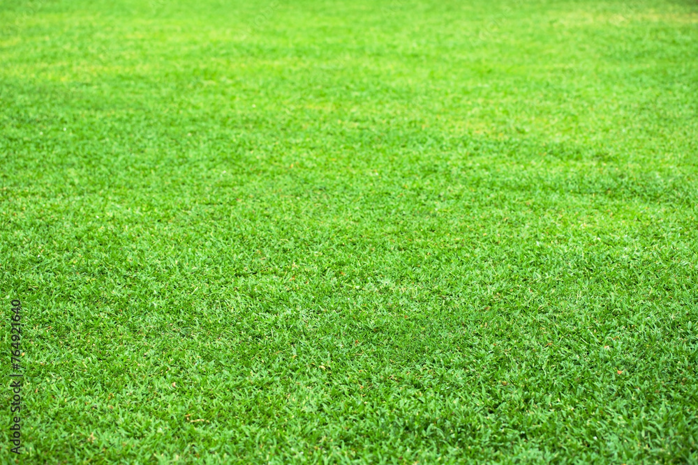 clean meadow field, natural texture of green grass clean meadow field, natural texture of green grass