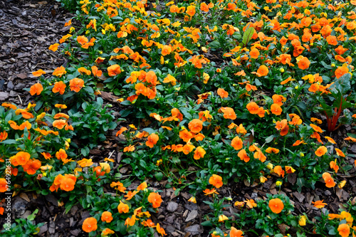 Orange pansy flowers at garden area