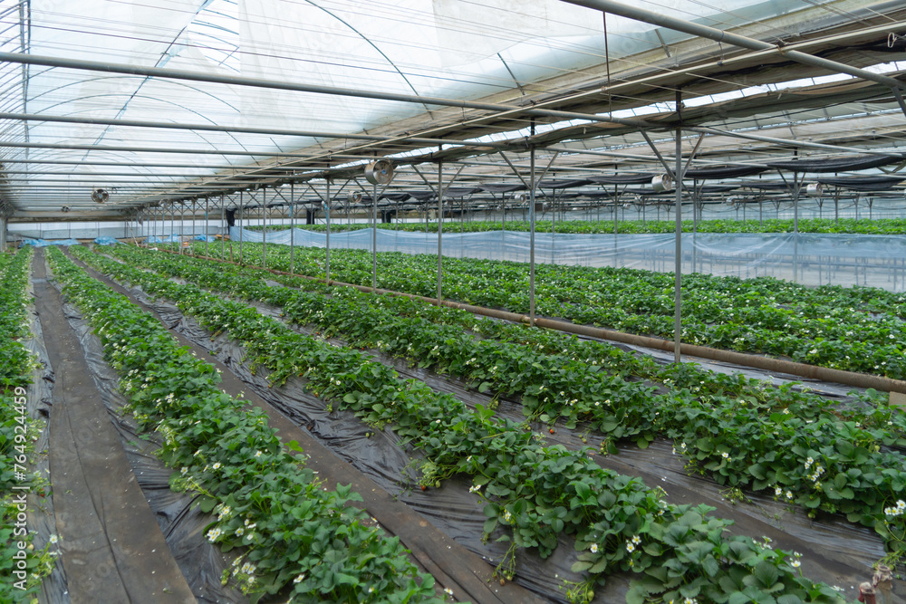 Row of fresh strawberry fruits. Raw organic healthy food in garden farm. Cooking and eating products. Vitamin. Cultivation Row of fresh strawberry fruits. Raw organic healthy food in garden farm. Cooking and eating products. Vitamin. Cultivation