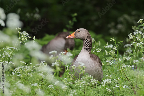 Canadian geese ,Anser anser, sits in the vegetation at the edge of a lake in spring season.
