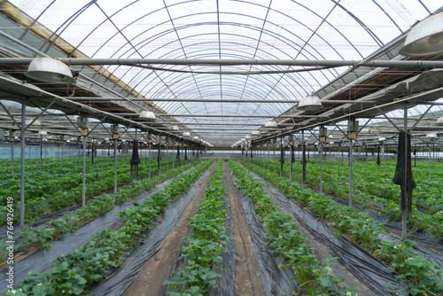 Row of fresh strawberry fruits. Raw organic healthy food in garden farm. Cooking and eating products. Vitamin. Cultivation