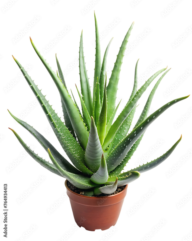 Aloe Vera png