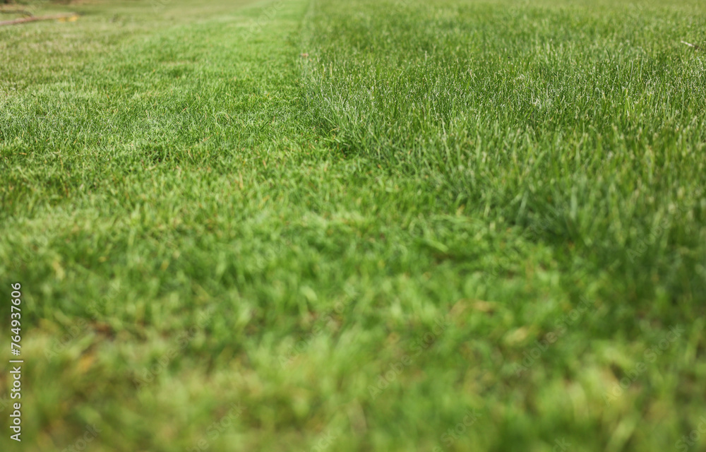 Close up of natural freshly cut bright green lawn grass, various sizes, backyard in spring. Gardening season work. Professional lawn care service. Natural grass texture background Close up of natural freshly cut bright green lawn grass, various sizes, backyard in spring. Gardening season work. Professional lawn care service. Natural grass texture background