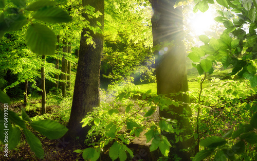 Woodland scenery with the sun shining behind lush green trees, with green foliage framing two tree trunks in the middle