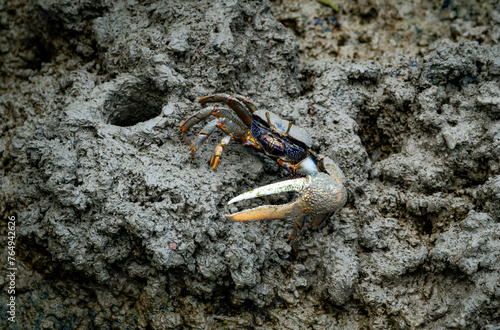 Φωτογραφία male fiddler crab in the mud with huge claw