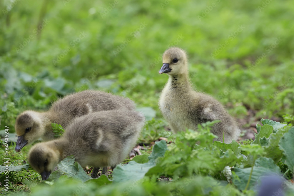 Canadian gosling close up, looking for food in the vegetation on the edge of a lake. Canadian gosling close up, looking for food in the vegetation on the edge of a lake.