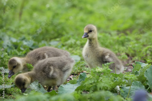 Canadian gosling close up, looking for food in the vegetation on the edge of a lake. © Silviu