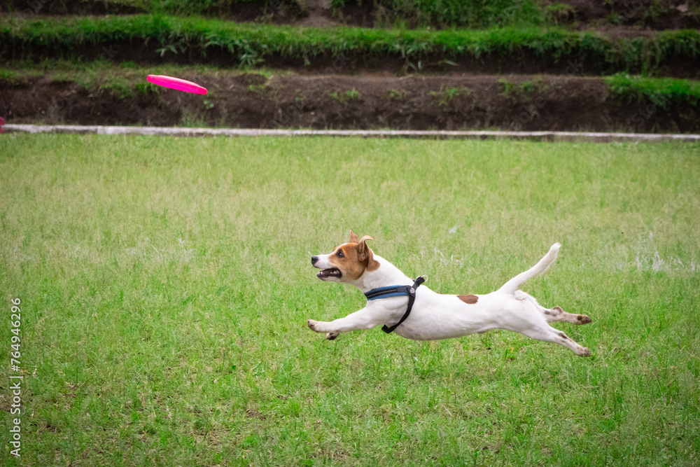Jack Russell terrier dog jumping in the air catching pink disc frisbee on grass background. Selective focus