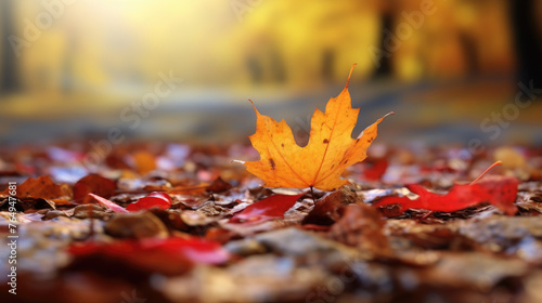 Depth of field  capturing of fallen autumn leaves in water and rainy weather.