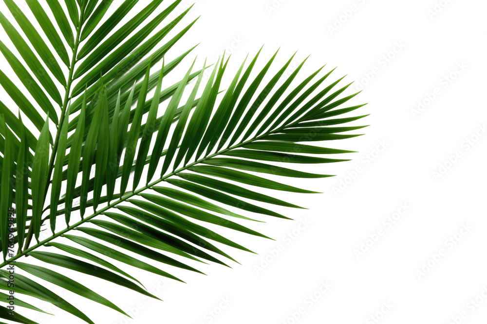 Fototapeta premium Elegant Palm Leaf Dance on a Pure White Canvas.