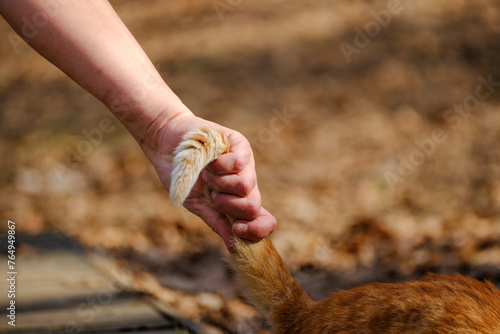 Human hand holding the cat's tail