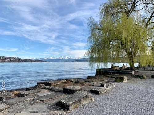 Seeufer in der Gemeinde Rüschlikon beim Schiffssteg mit Baum / Weide am blauen Horizont die Berge photo