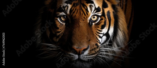 An alert tiger with striped fur is positioned in the darkness, gazing directly into the camera lens