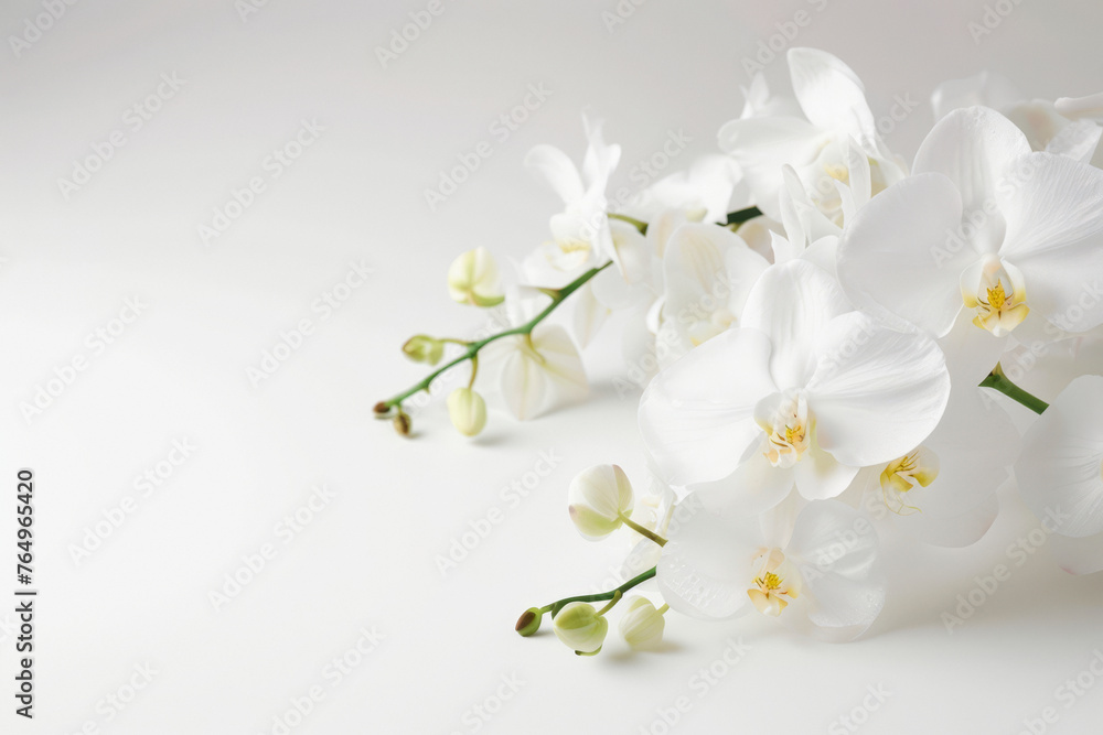 Black funeral ribbon and white orchids flowers on white background Black funeral ribbon and white orchids flowers on white background