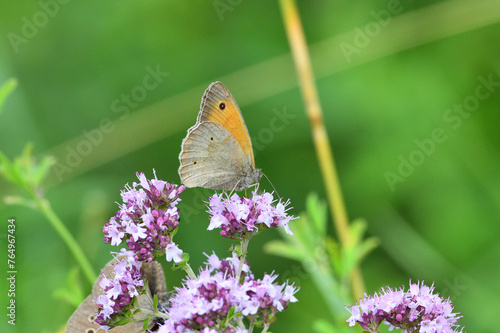 Obraz na płótnie Satyrinae butterflies fly in a meadow full of colorful flowers w salonie