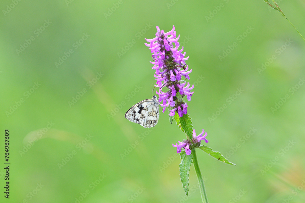 Satyrinae butterfly and bee sitting together on origanum flower
