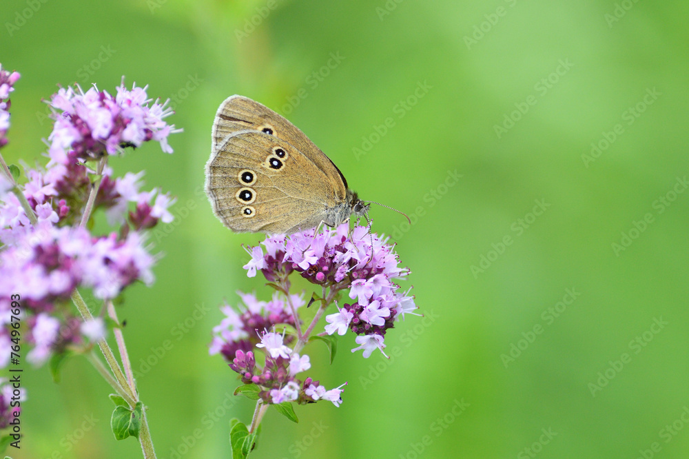 Satyrinae butterflies fly in a meadow full of colorful flowers