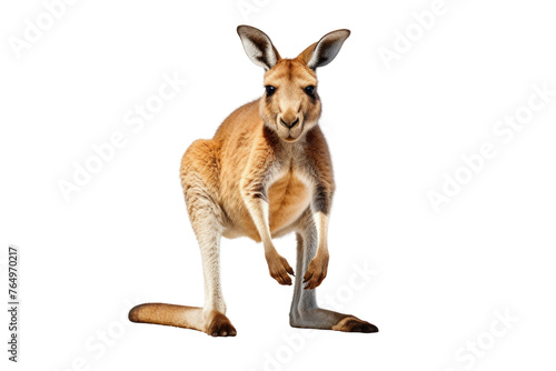 Graceful Kangaroo Showcases Elegance in Upright Pose.