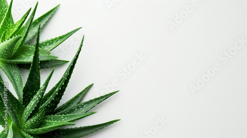 Aloe vera leaf with plain background