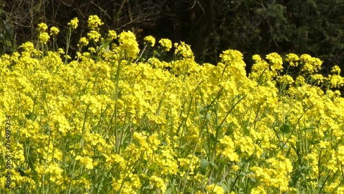 菜の花畑に舞う昆虫達
