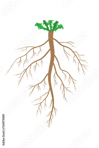 Canvas Print The structure of the taproot system.