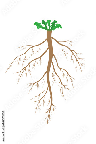 The structure of the taproot system.