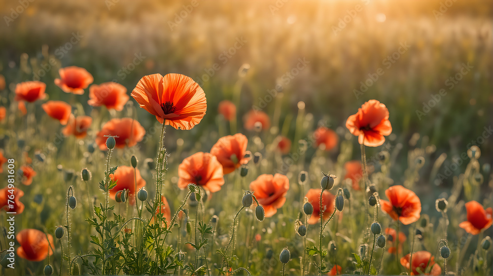 Obraz premium A field of vibrant red poppies basks in the warm glow of the setting sun, with one flower standing prominently in the foreground