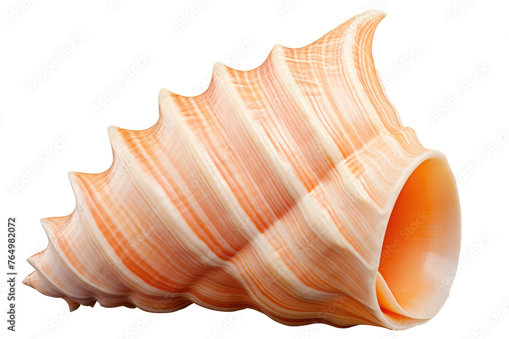 Ethereal Dance: Orange and White Shell on White Canvas. Ethereal Dance: Orange and White Shell on White Canvas.