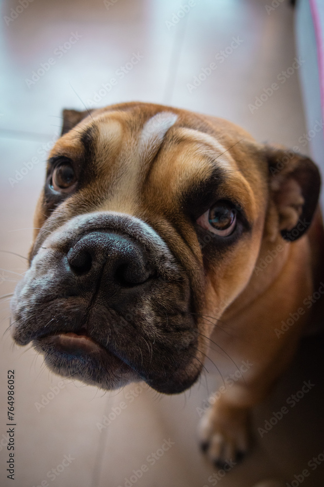 English Bulldog puppy portrait close up. Selective focus